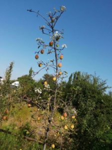 img-20160915-wa0004-696x928
