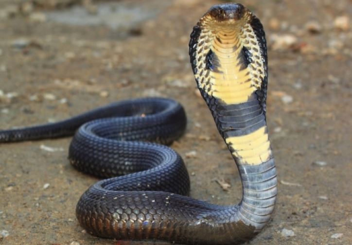 Автобуста жапондық әйел сиқырланып жатыр