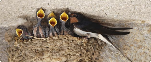 Лаура Гемсер секс видео