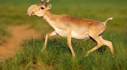 Үлкен сиськи өгей ана порно