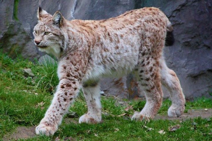 Шәуетпен жабылған қыздардың суреттері