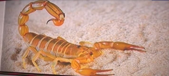 Наташа Хенстридждің купальник суреті