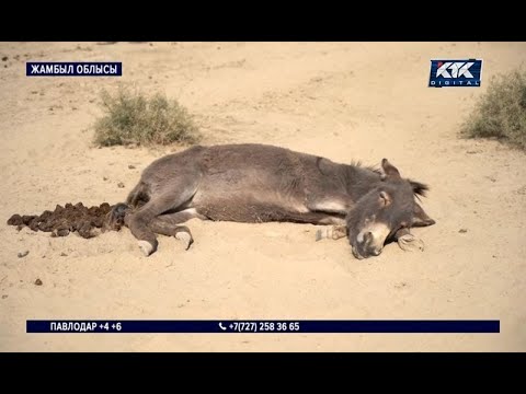 Терең жұлдыру минеттерінің жинағы